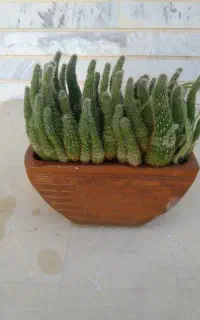 فروش گل طبیعی ( کاکتوس )