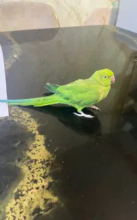 فروش طوطی ملنگو سخنگو