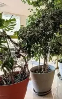 گاز، بالابر،دستگاه قالی. قالی 6متری. مبل استیل