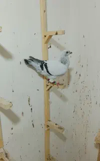 کبوتر رنگ روشن
