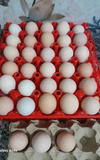 تخم مرغ محلی نطفه دار بشرط