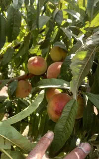 هرس درخت و سمپاشی انواع نهال و درخت
