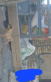 توله سگ پژدر