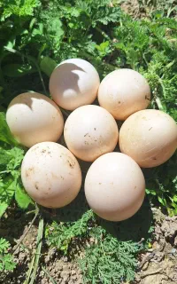 تخم اردک اسرائیلی نطفه دار