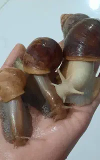 حلزون اچاتینامولد