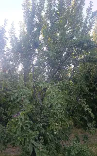 اجاره باغ
