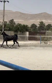 اسب مصری