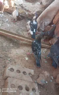 کفتر