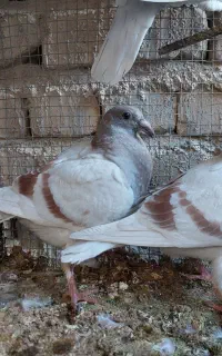 جوجه کبوتر تازه دون خور