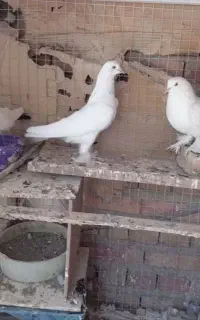 کبوتر فیلی گوروخ