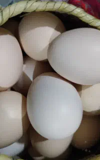 تخم مرغ نثل بالانطفه دار