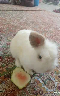 خرگوش نژاد برتر
