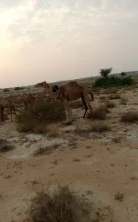 شتر‌اوس