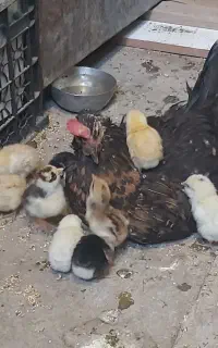 تخم مرغ نطفه دار گلین