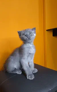 بچه گربه اسکاتیش
