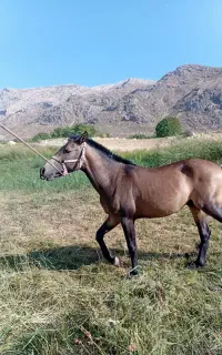 اسب