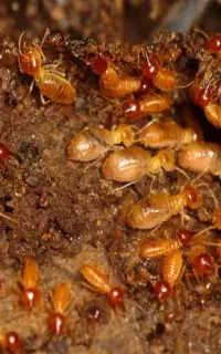 سم پاشی کنه کبوتر تضمیمی.سمپاشی موریانه