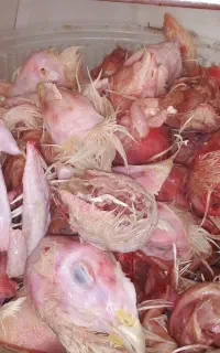 غذای سگ ضایعات مرغ