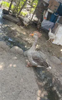 فروش غاز
