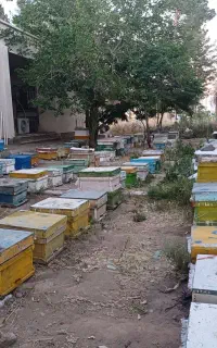 فروش فوری تعداد۳۷کندو زنبور عسل