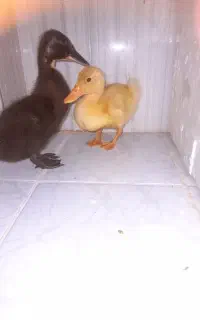 جوجه اردک