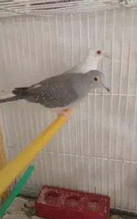 کبوتر خانگی نر از همین نژاد