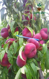 نهال های خوشه ای و پر بار