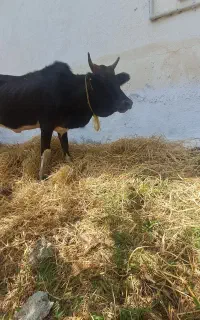 لیشه پابه تخم