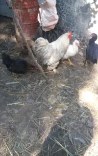 خروس برهما دوساله نطفه دار