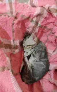 گربه خونگی