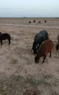 دوغ تازه گوسفندی