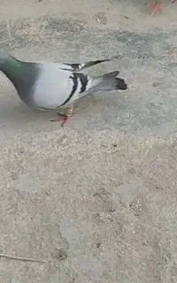 پرنده