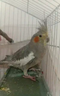 طوطی