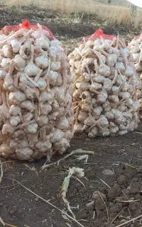 سیر تازه وتند