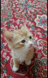 واگذاری بچه گربه