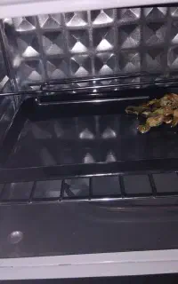 توستر نو