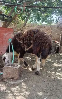 حیوان