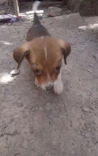 سگ پاکوتا سایز۲