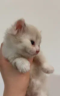 گربه پرشین میکس