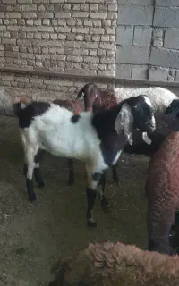 ساورین یا بز نر هلندی