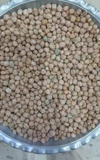 نخود محلی درجه یک