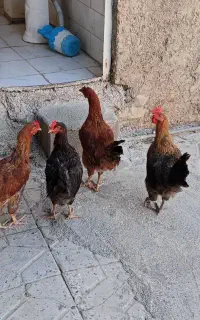 گلین