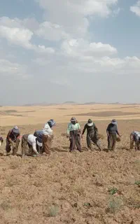 کارگر برای چیدن نخود