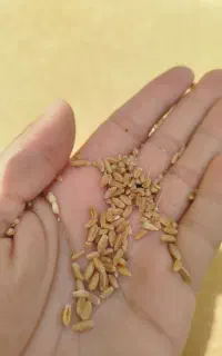 گندم دیمه  مخصوص بذر و غیره