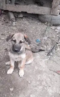 سگ ژرمن