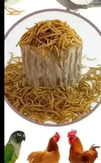 فروش‌کرم‌میل‌ورم‌‌زنده‌وخشک‌وکود