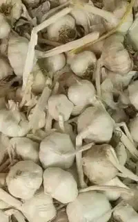 سیر تند همدان