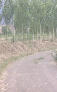 گیاه