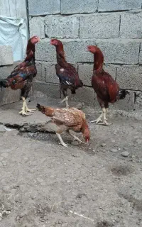 خروس لاری