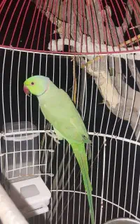 طوطی ملنگو